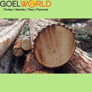 Hemlock Wood img 4