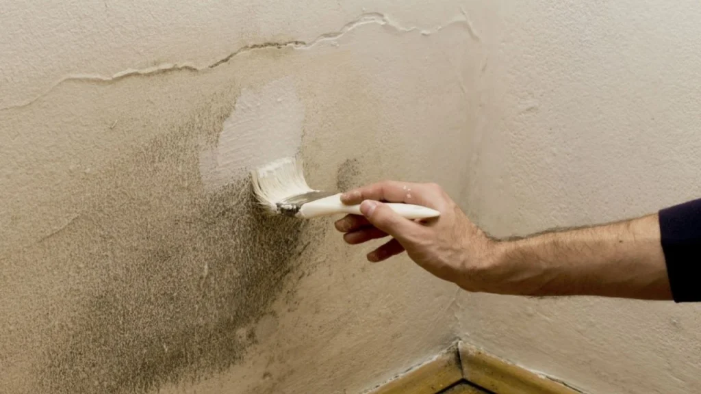 How to Protect Your Home from Moisture and Mold During Monsoons img 1